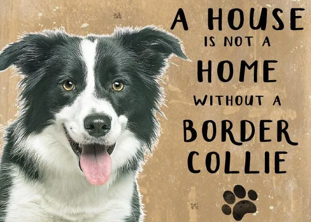 A House is not a Home without a Border Collie