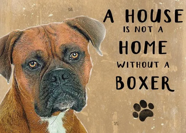 A house is not a Home without a Boxer